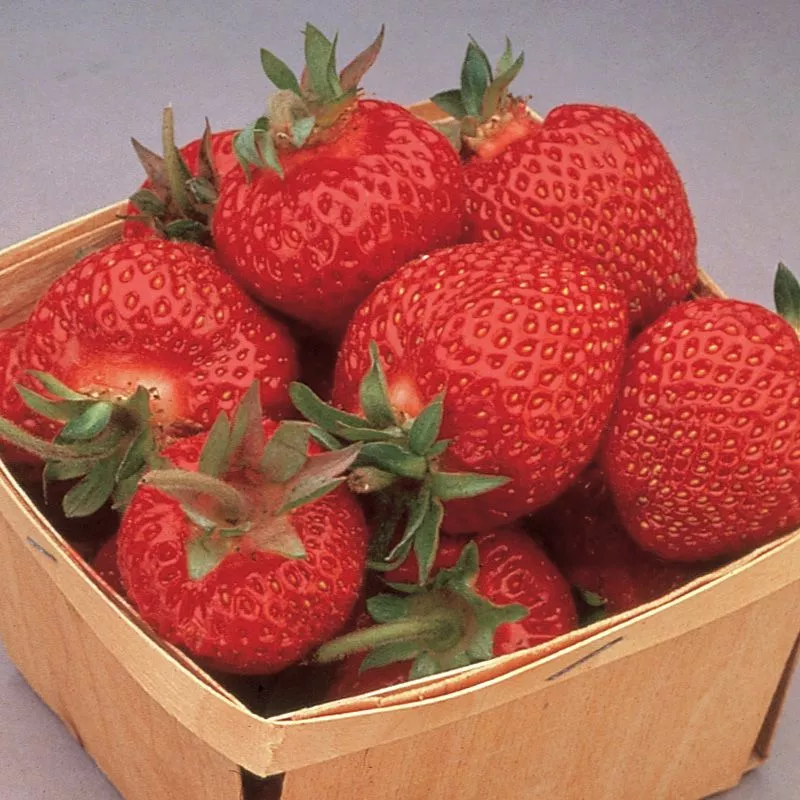 Eversweet Strawberry Plant
