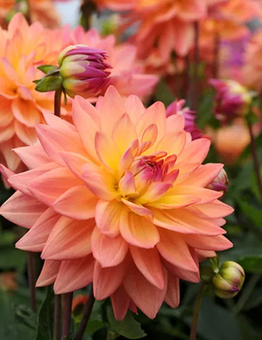 Extase DecorativeDahlia