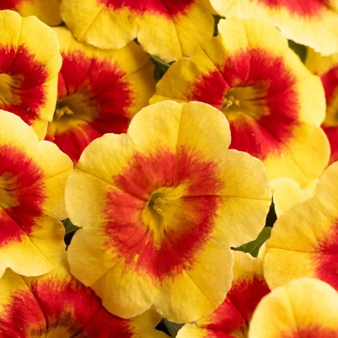 Eyecatcher Sunspot Calibrachoa (Million Bells)