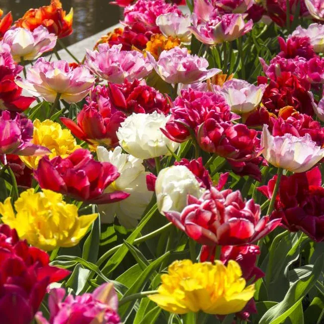 Fall Bulb Tulip Double Late Mixed - 12 pack