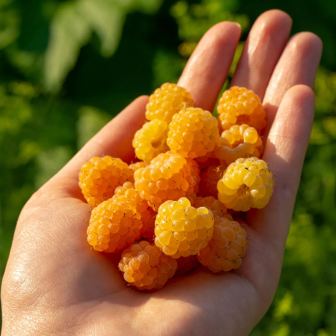 Fall Gold Raspberry Plant – 1 Gallon