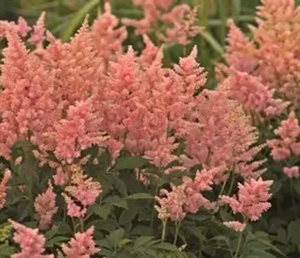 False Spirea, Peach Blossom