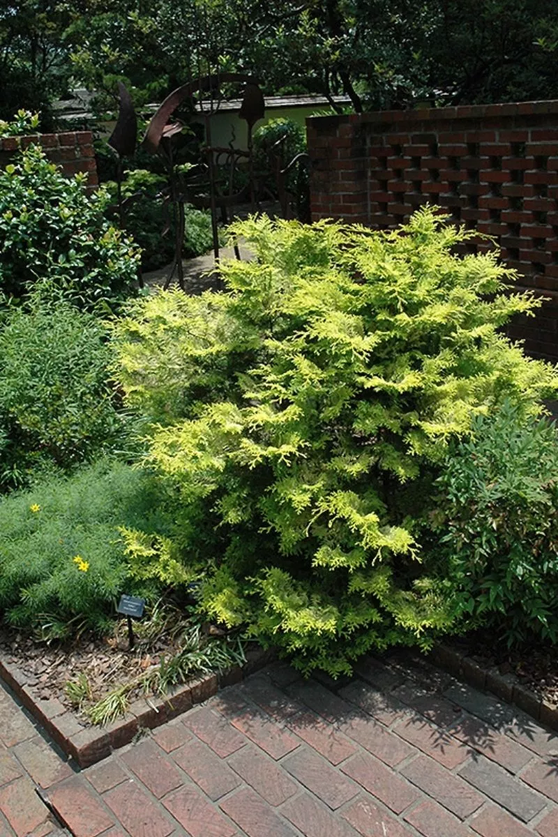 Falsecypress, Cripp's Golden