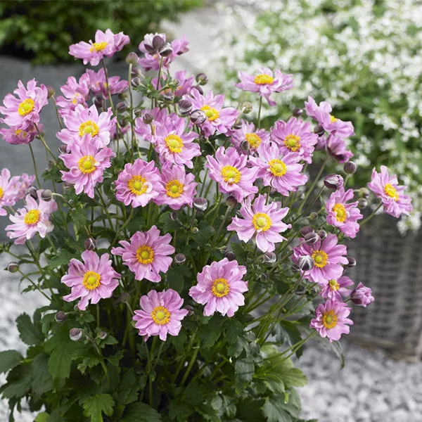 Fantasy™ Pocahontas Anemone – #1 Container