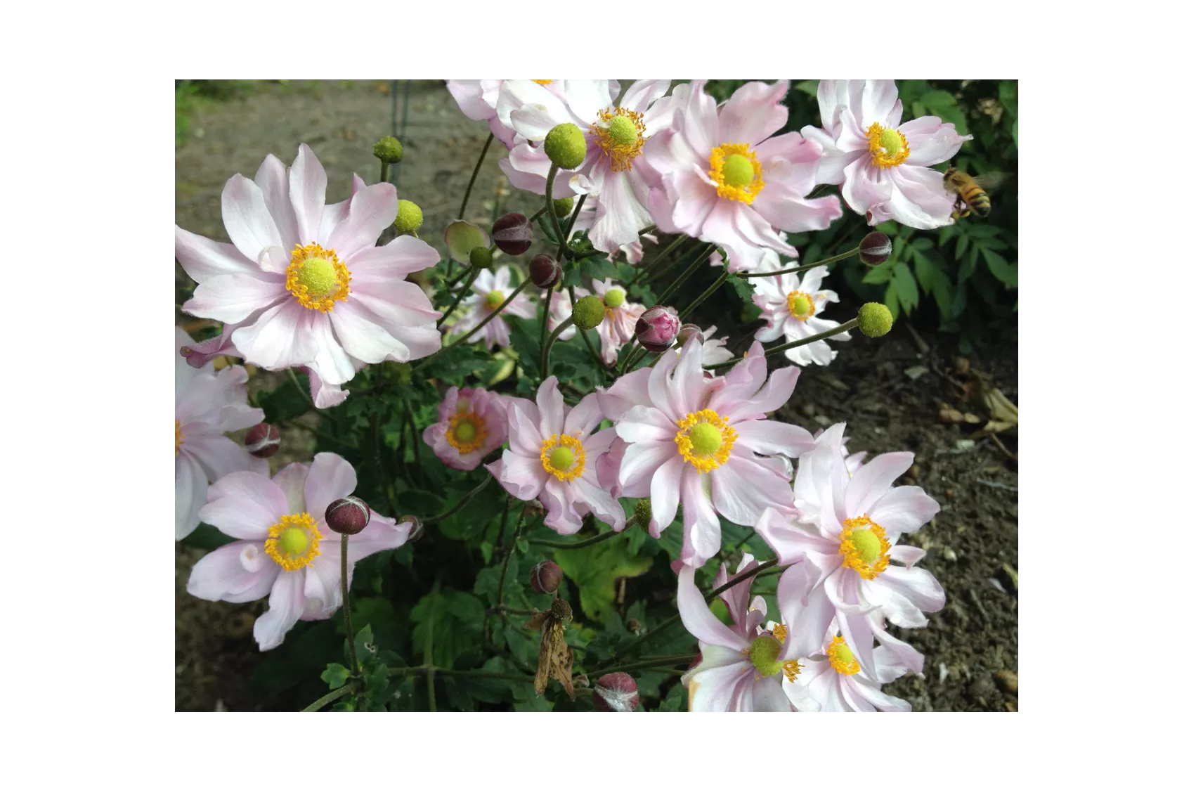 Fantasy™ Pocahontas Windflower