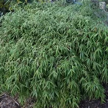 Fargesia robusta ‘Green Screen’