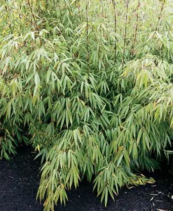 Fargesia rufa "Green Panda’