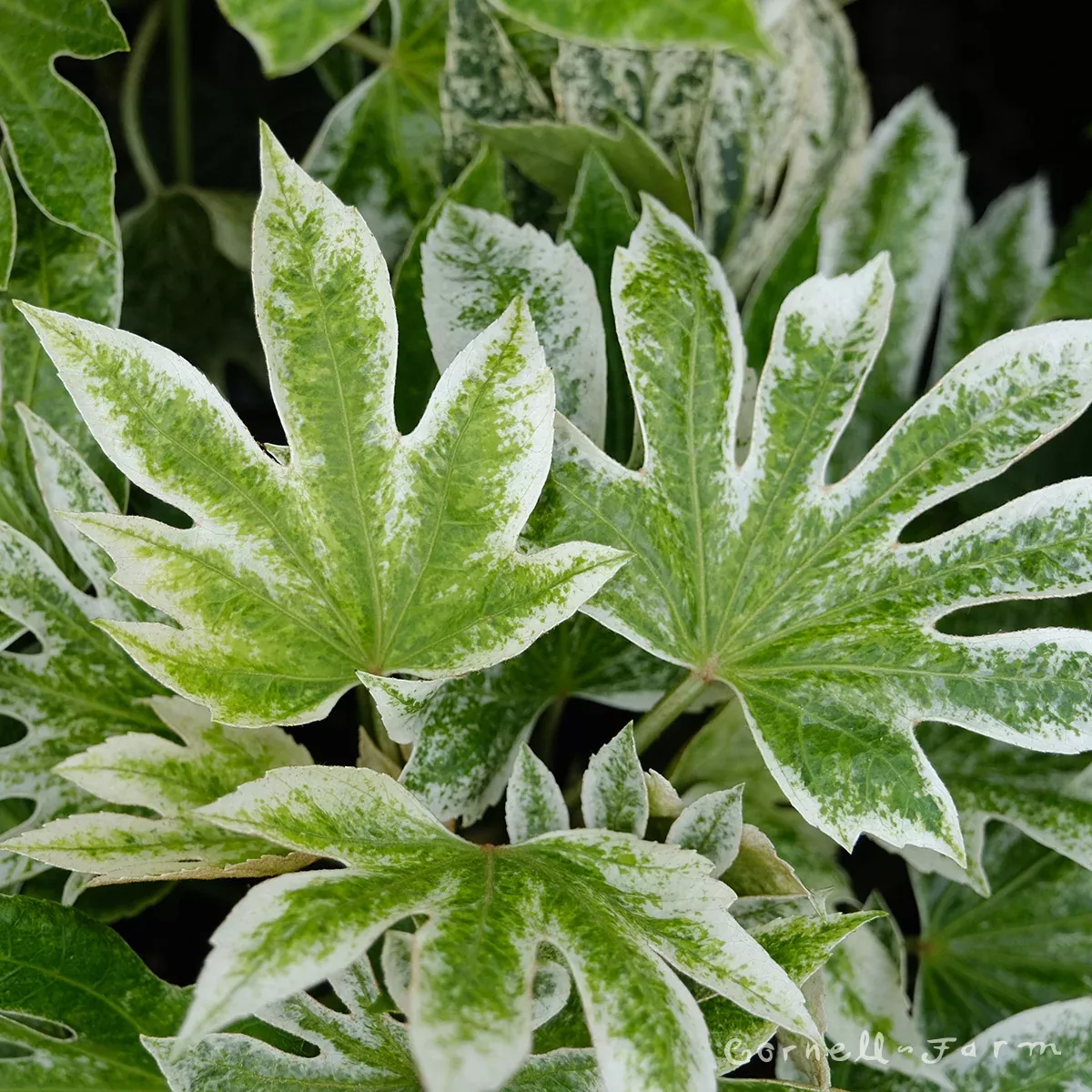 Fatsia j. Spider's Web 5gal