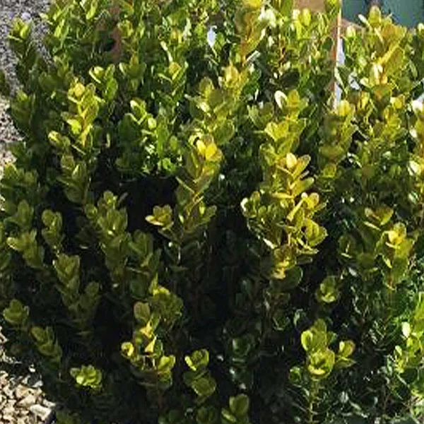 Faulkner Boxwood – #3 Container