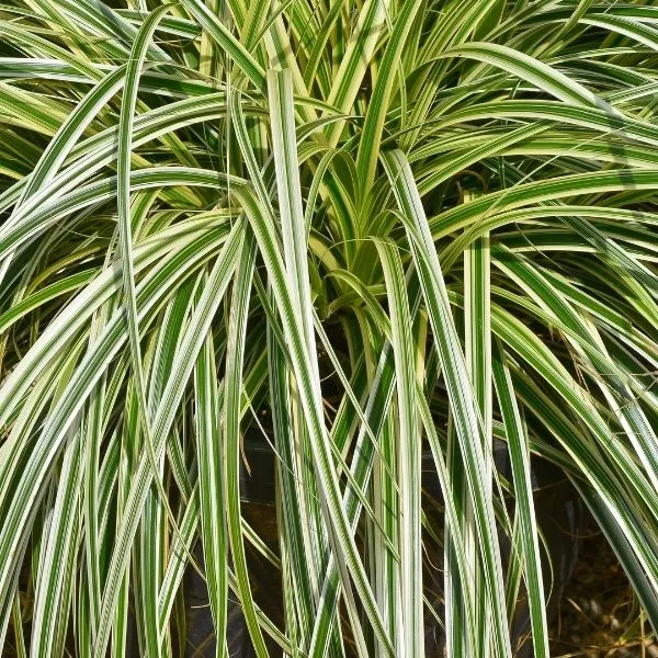 Feather Falls™ Sedge Grass – #1 Container