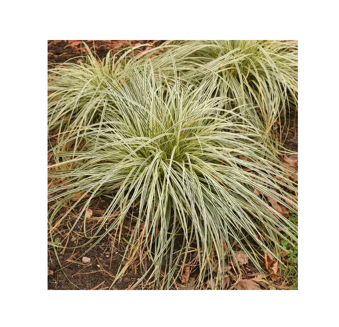 Feather Falls™ Sedge