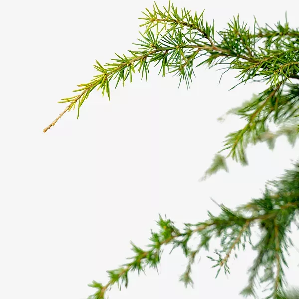 Feelin Blue Deodar Cedar – Tree Form