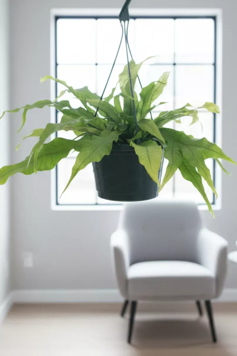 Fern, Crocodile 8" Hanging Basket