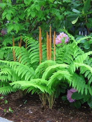 Fern Grab Bag - 10 Ferns