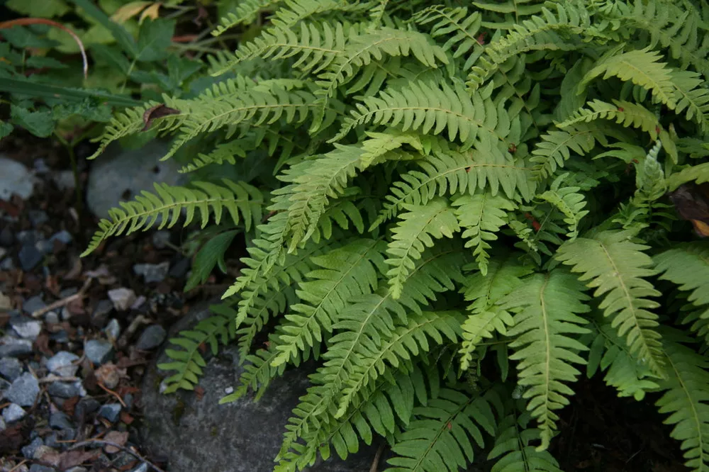 Fern Grab Bag - 25 Ferns