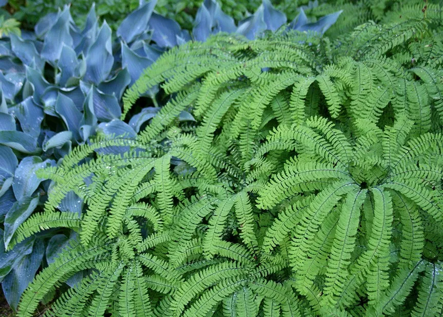 Fern Landscaping Collection