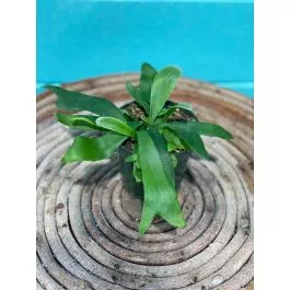 Fern Staghorn 4"