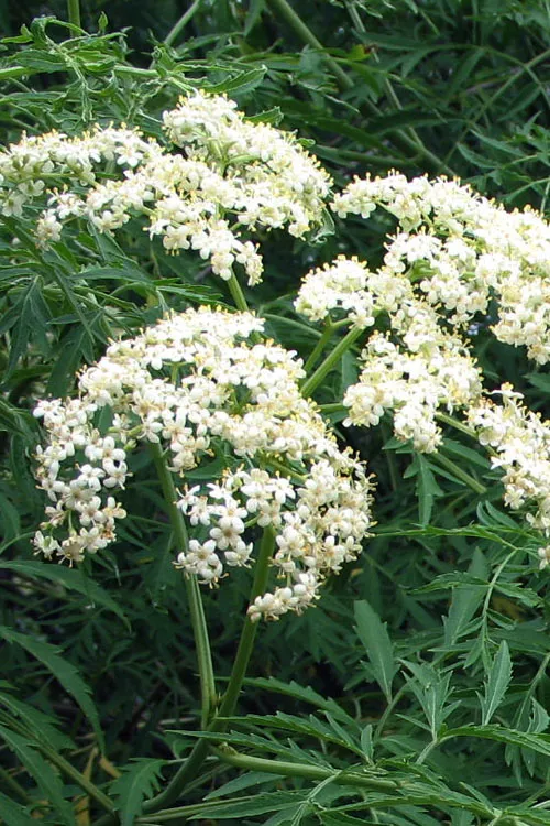 Fernleaf Elderberry (Sambucus) - 3 Gallon Pot
