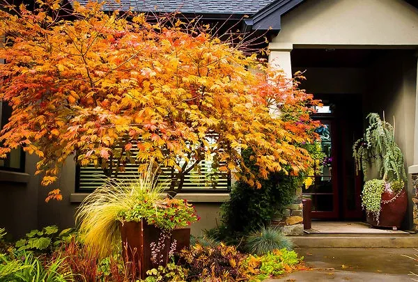 Fernleaf Full-Moon Japanese Maple