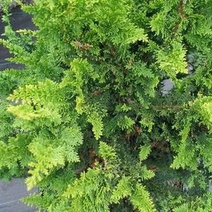Fernspray Hinoki False Cypress