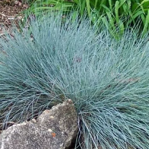 Festuca 'Elijah Blue' Fescue - One Quart Pot