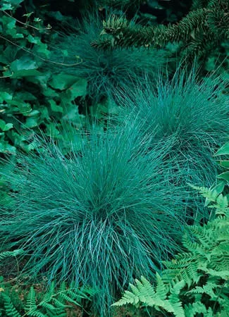 Festuca glauca 'Elijah Blue' (30)ct Flat
