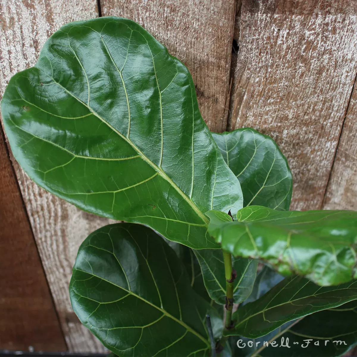 Ficus lyrata 8in Fiddle Leaf Fig