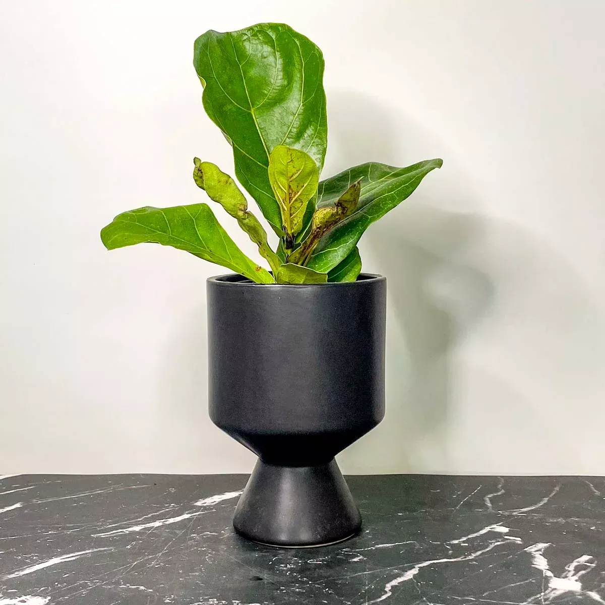 Ficus lyrata ‘Suncoast’ (Fiddle Leaf Fig)