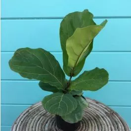 Ficus Pandurata 6"