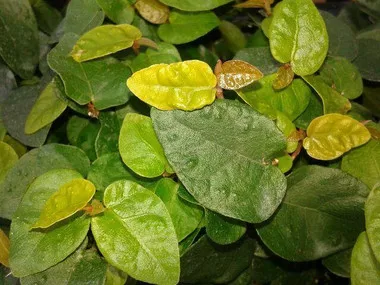Ficus pumila (18)ct Flat