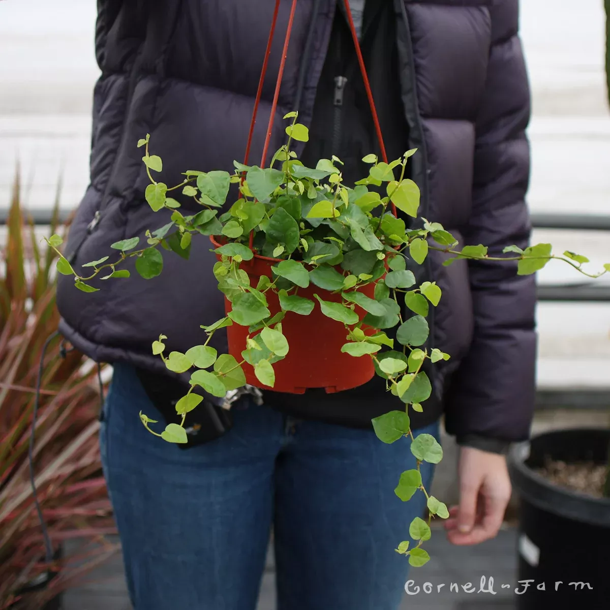 Ficus pumila rep. 6in Creeping Climbing Fig