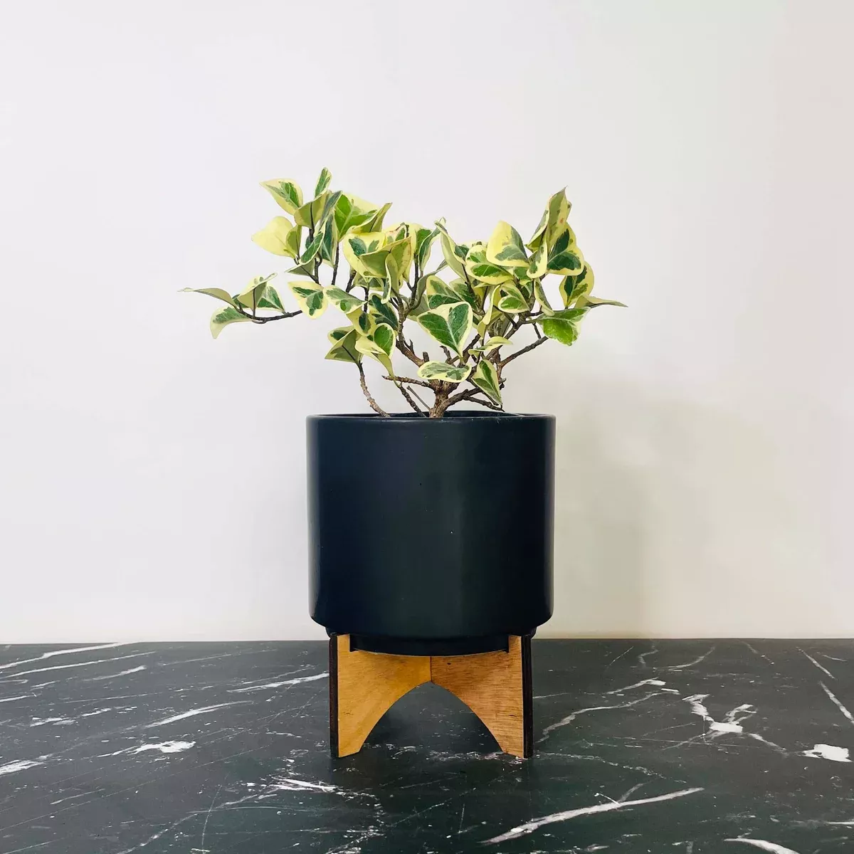 Ficus triangularis variegata (Triangle Fig)