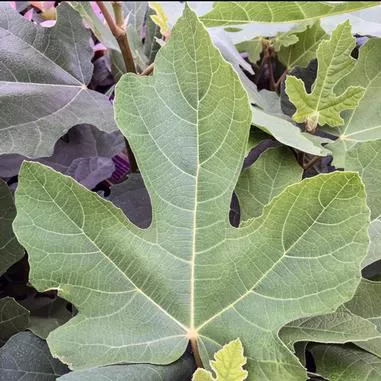 Fig - Chicago Hardy
