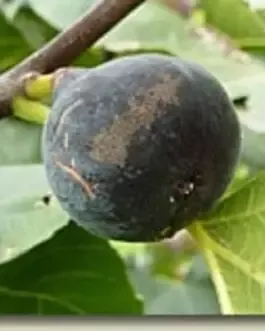Fig Tree (Ravine De Calce)