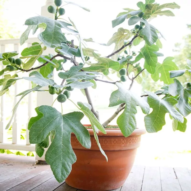 Fignomenal Fig Tree