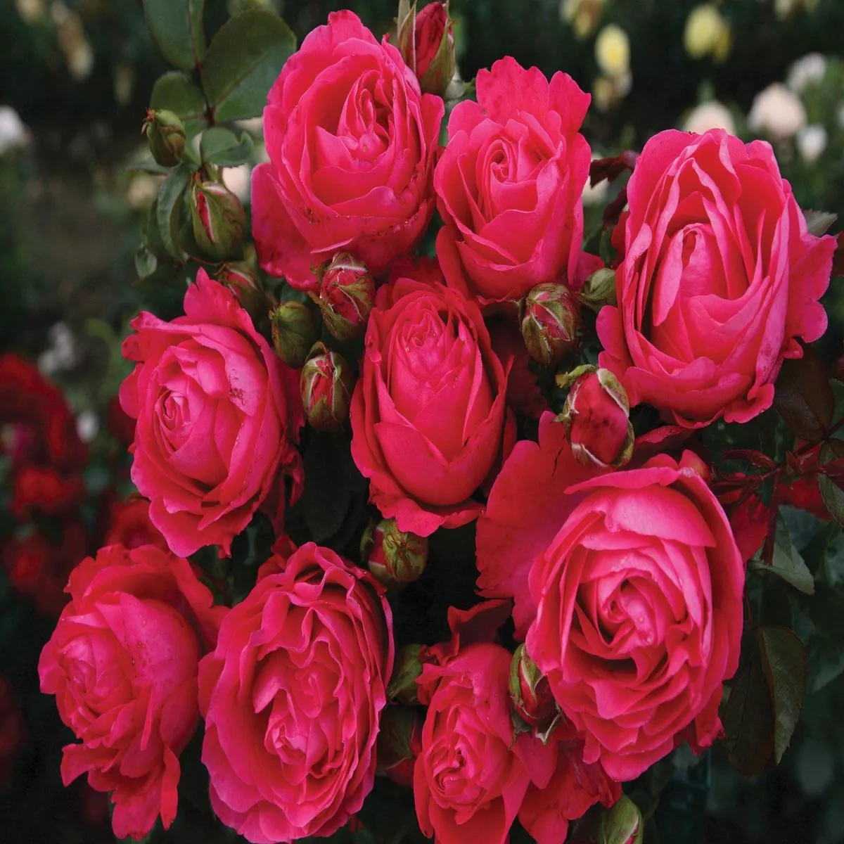 Fiji – Eleganza Hybrid Tea Rose