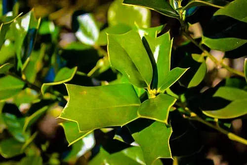 Fine Line Holly