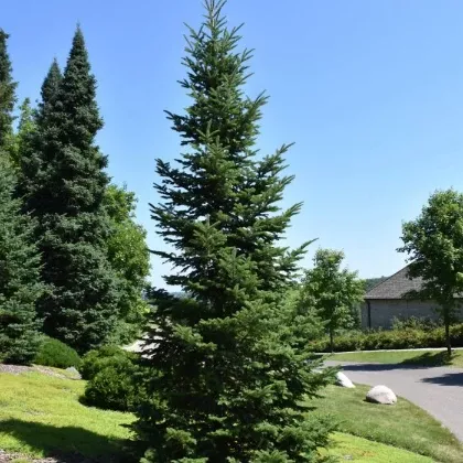 Fir - Balsam