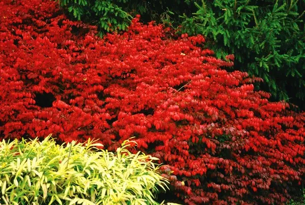 Fire Ball Burning Bush