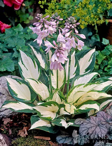 Fire and Ice Hosta