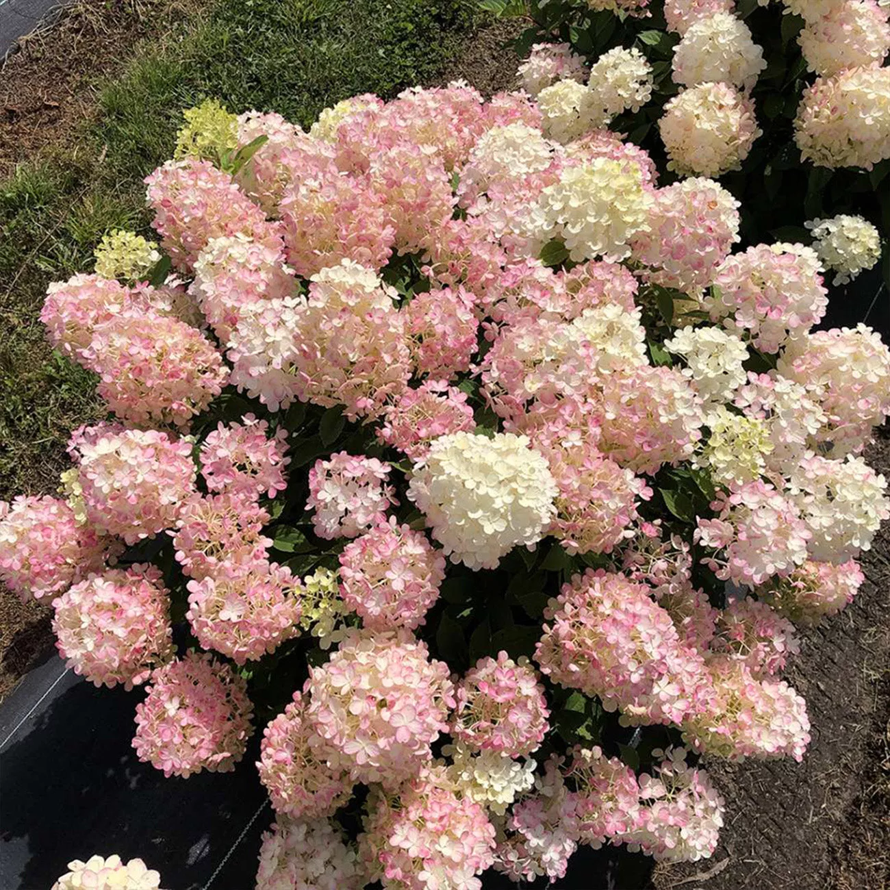 Fire Light Hydrangea Tree – 4-5 ft