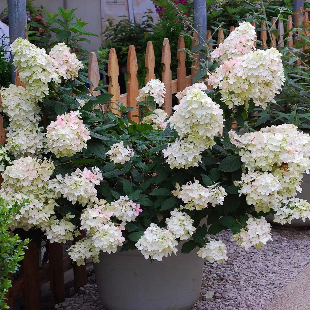 Fire Light Panicle Hydrangea PW