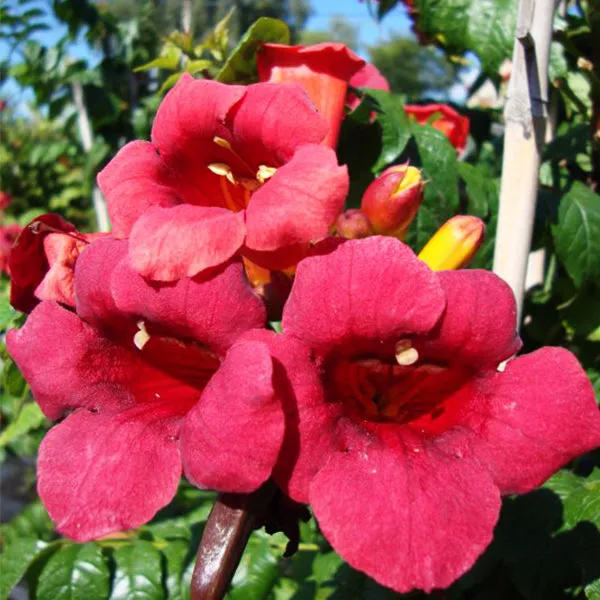 First Editions Atomic Red™ Trumpet Vine – #2 Container