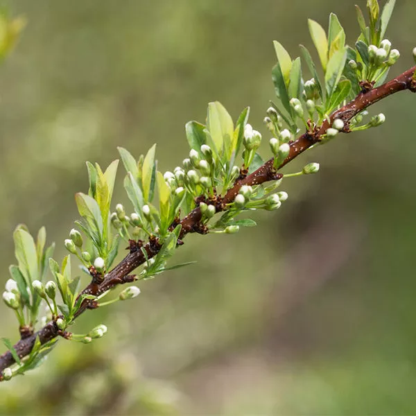 First Editions Jade Parade Sand Cherry – 1-2 Feet Bareroot