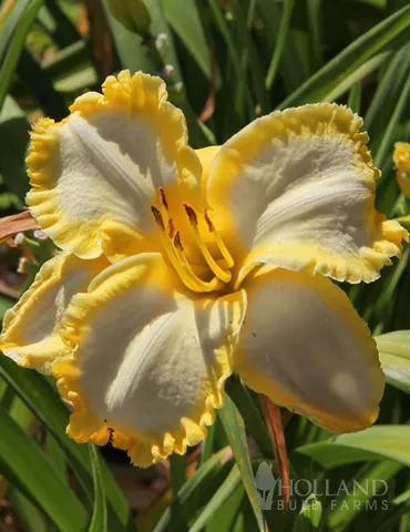 First Knight Daylily