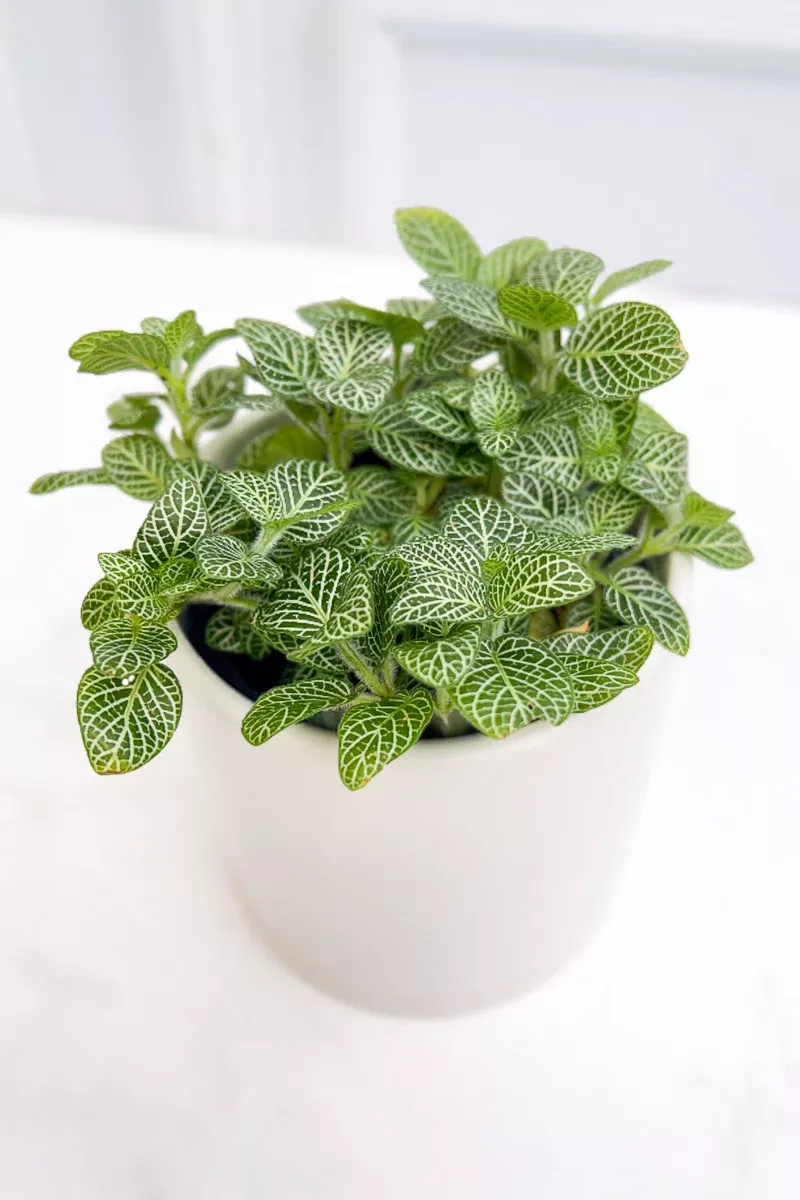 Fittonia, Hybrids White 4"