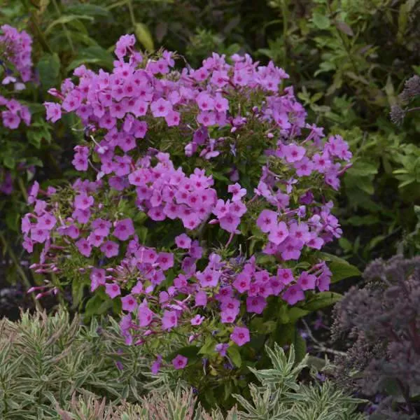 Flame Pink Garden Phlox