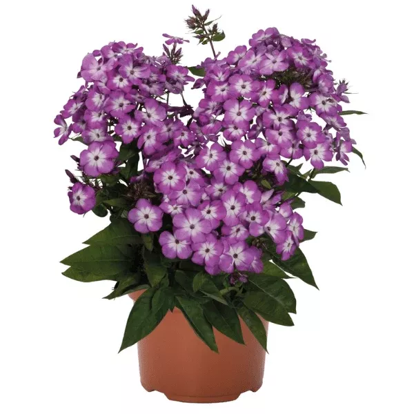 Flame Pro Purple Garden Phlox