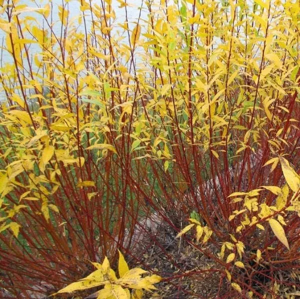 Flame Willow