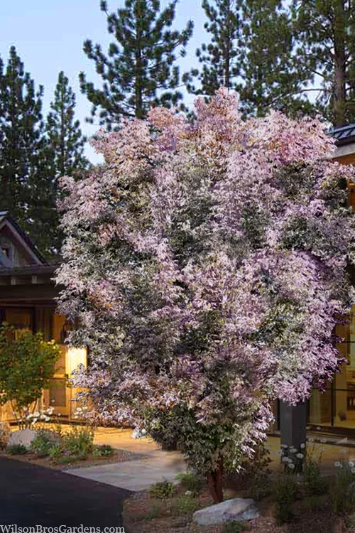 Flamingo Boxelder Maple Tree - 7 Gallon Pot